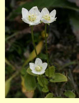 Белозор болотный, или сердечник болотный (Parnassia palustris L) Белозор болотный, или сердечник болотный (Parnassia palustris L)